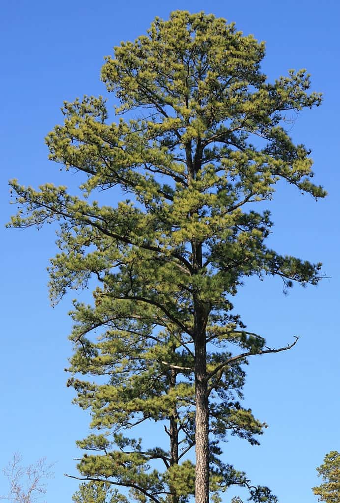 Loblolly-Pine-Trees