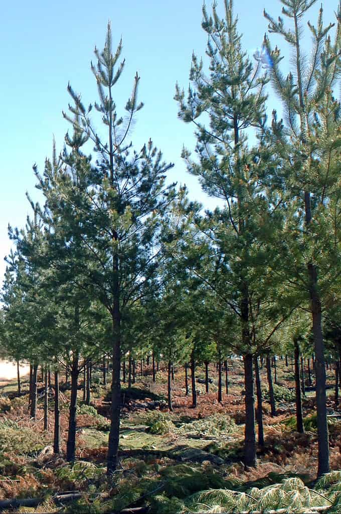 pine trees ohio types progardentips common