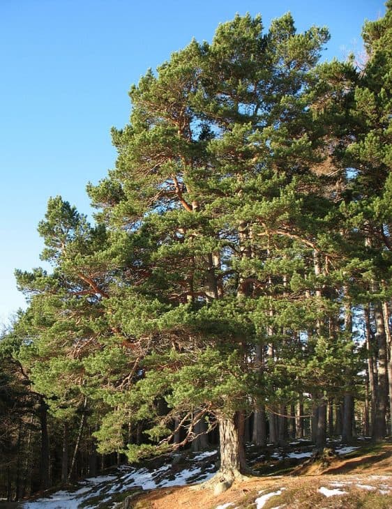 Scotch-Pine-Trees