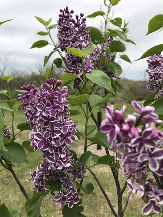 Syringa-vulgaris-Sensation-Lilac-Tree