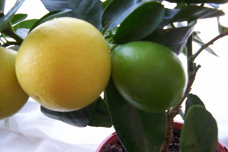 A-Eustis-Limequat