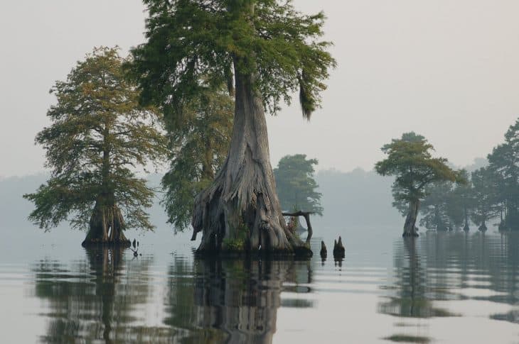 Bald-cypress-trees-Lake-Drummond-at-Great-Dismal-Swamp-National-Wildlife-Refuge-in-Virginia