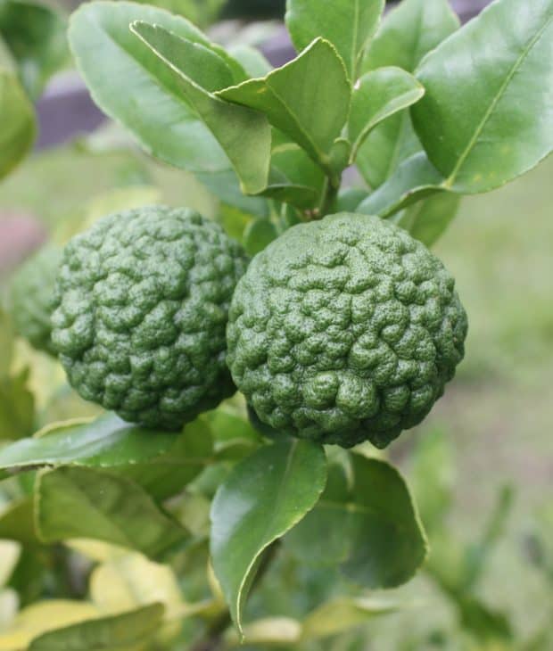 Kaffir-Lime-Tree