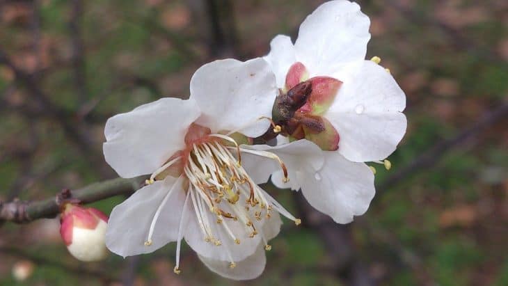 White-Peach-Tree-blossom
