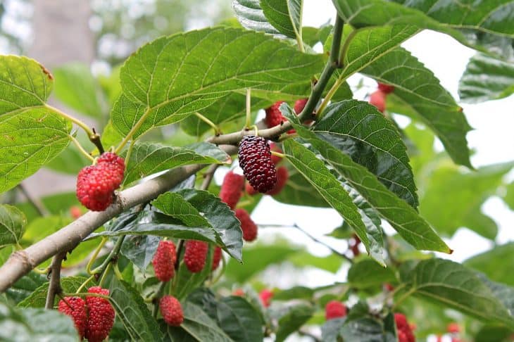 red-mulberry-tree