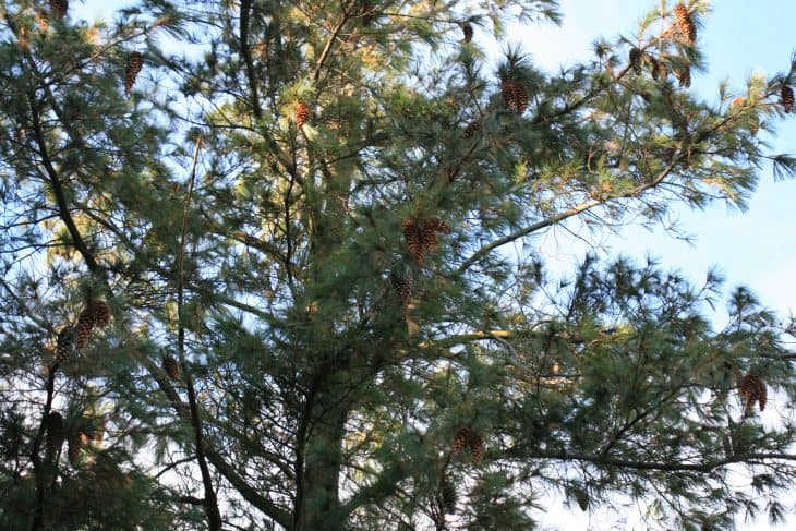 Mexican Pine Pinus Ayacahuite