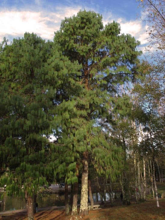 Blue Pine Pinus Wallichiana