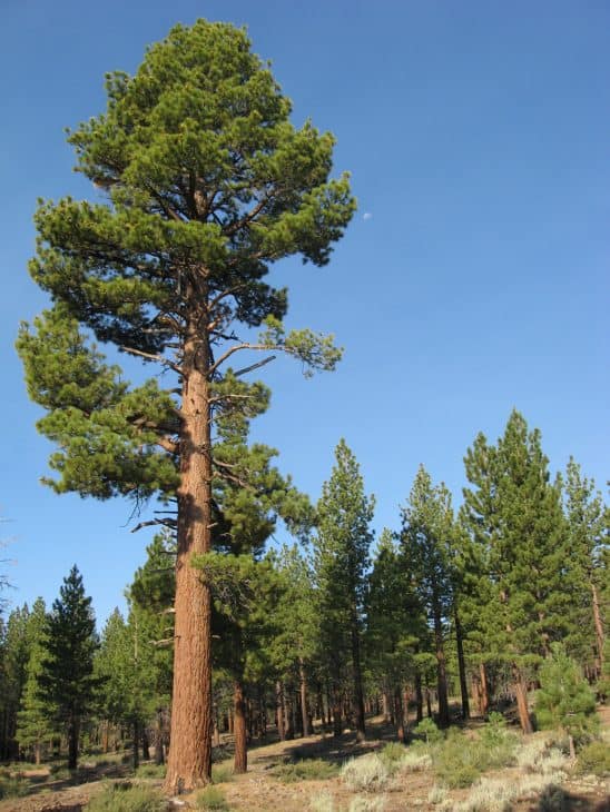 Jeffrey Pine Pinus Jeffreyi