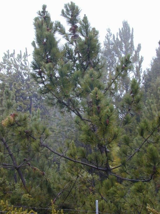 Maritime Pine Pinus Pinaster