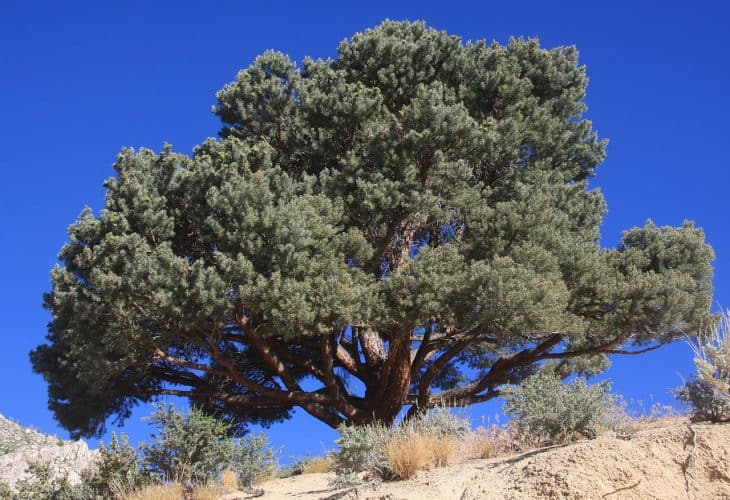 Nut Pine or Pinyon pine Pinus monophylla
