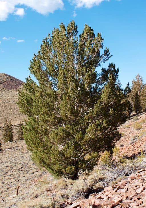 Pinus flexilis Limber Pine