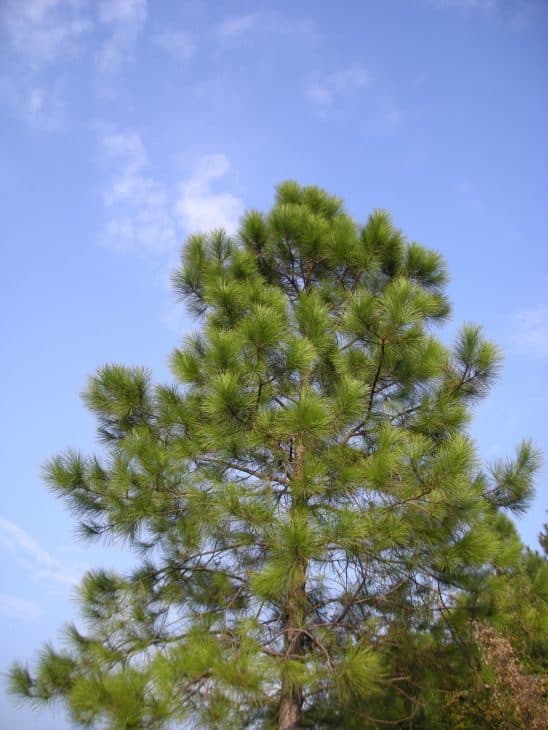 Mason Pine (Pinus massoniana)