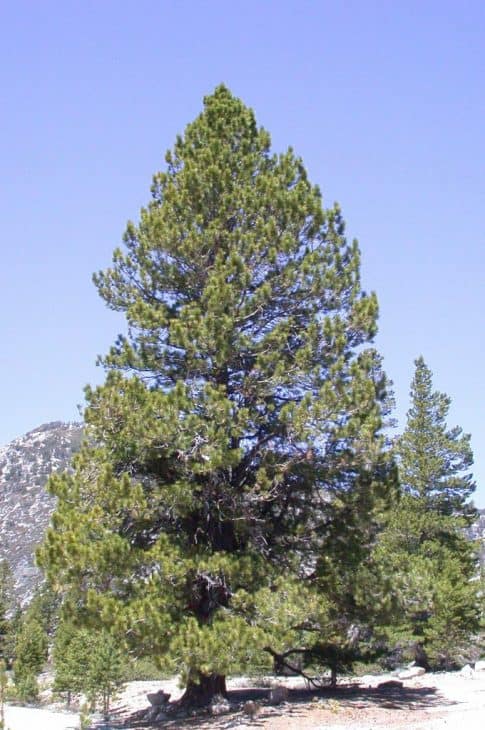Washoe Pine (Pinus washoensis)