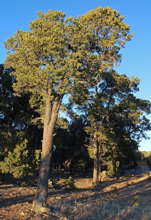 Pinyon pines Pinus edulis