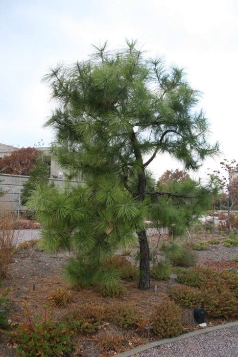 Pond-Pine-Pinus-serotina