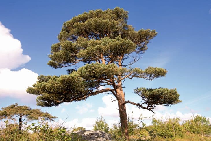 Scots Pine Pinus Silvestris