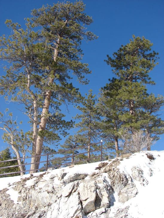 pinus ponderosa in winter