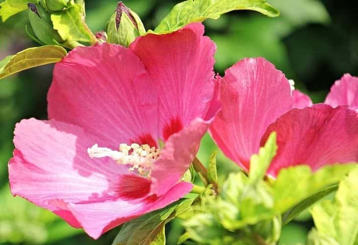hollyhock-can-attract-butterflies