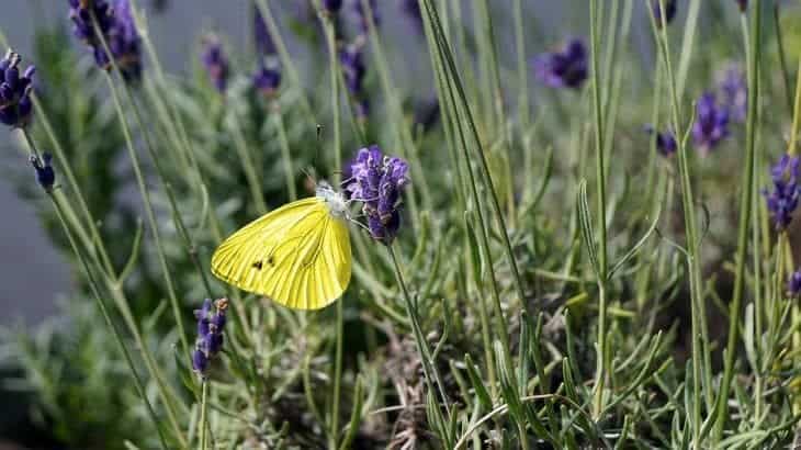 lavender-can-attract-butterflies