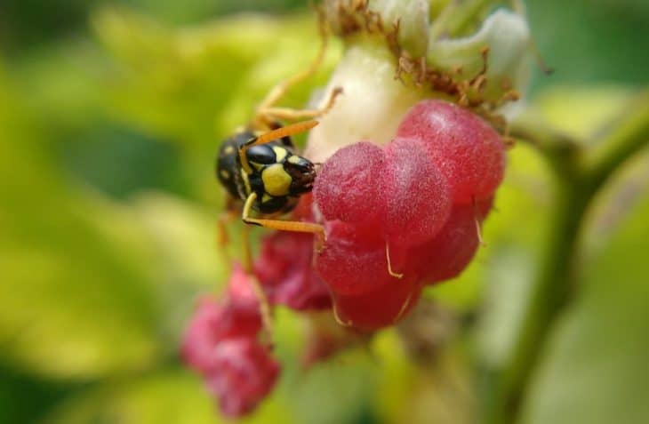 what do wasps do