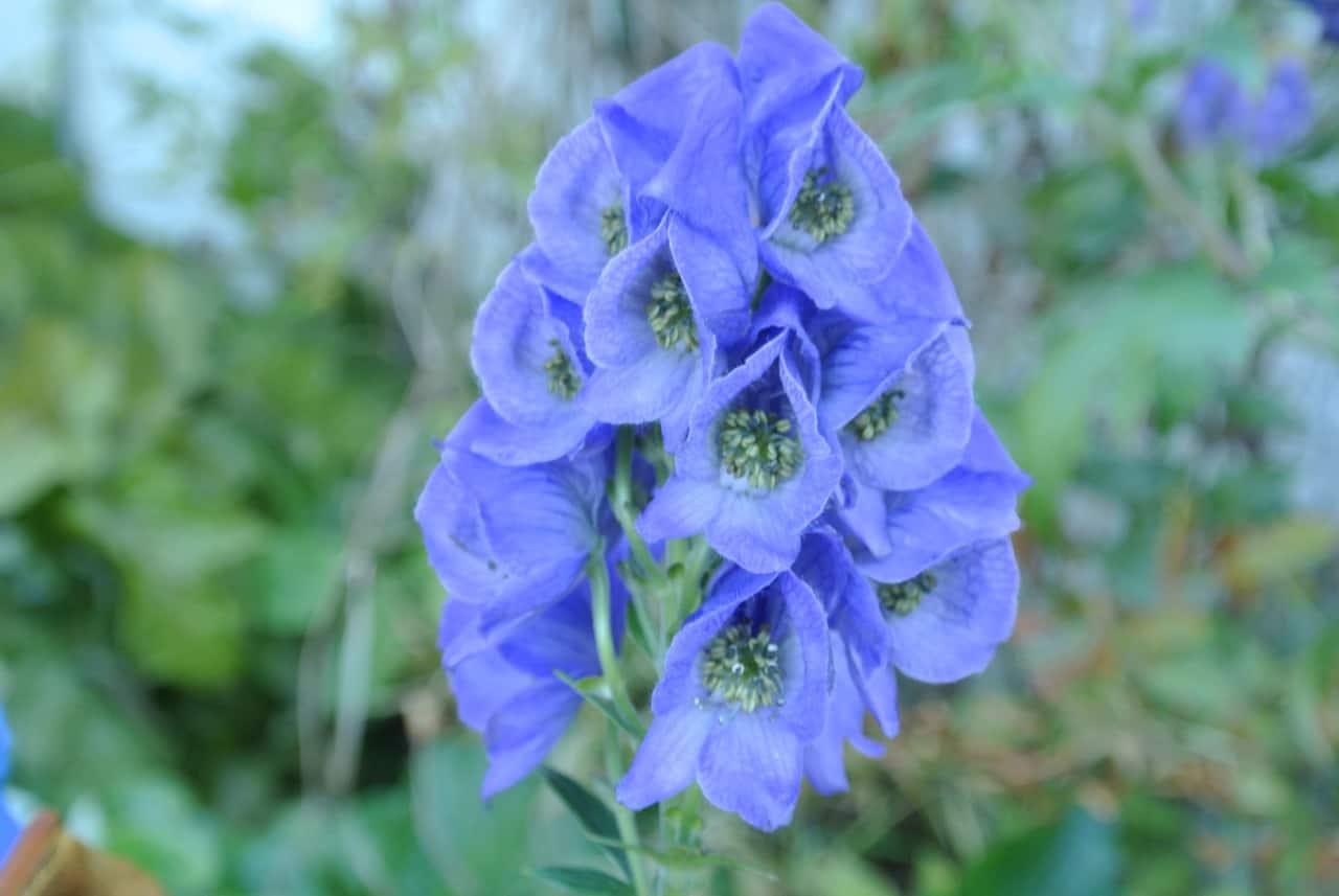 Aconitum