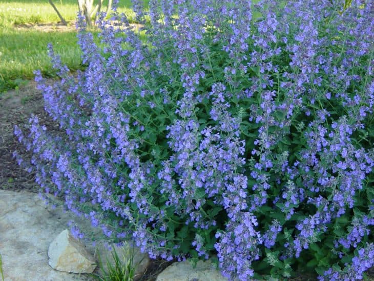 Nepeta “Walker’s Low”