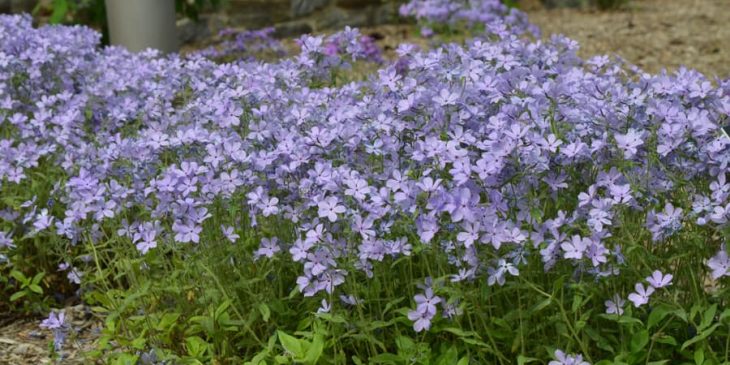 Phlox Divaricata “Blue Moon”