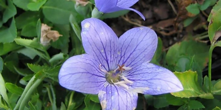 Platycodon “Fuji Blue”