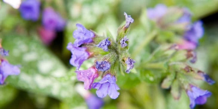 Pulmonaria “Trevi Fountain”