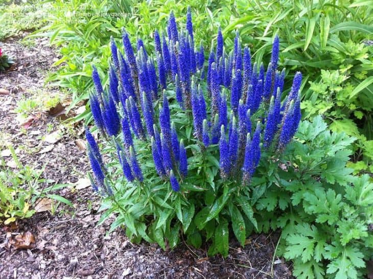 Veronica “Spike Speedwell”
