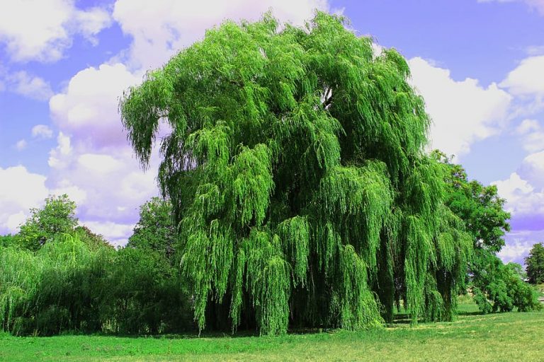 Weeping Willow Tree