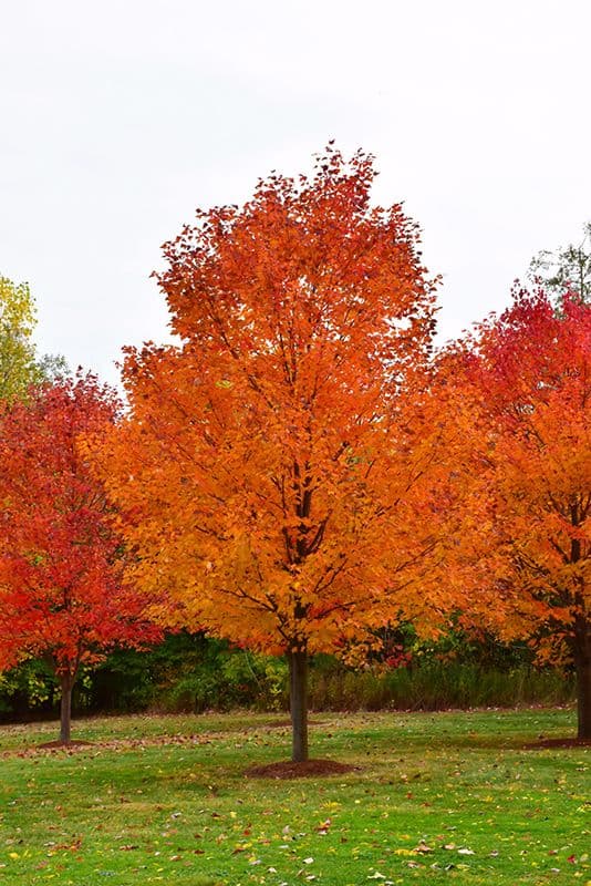 types of maple trees in indiana