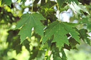 types of maple trees in tennessee