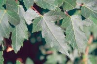 Amur maple acer ginnala leaves