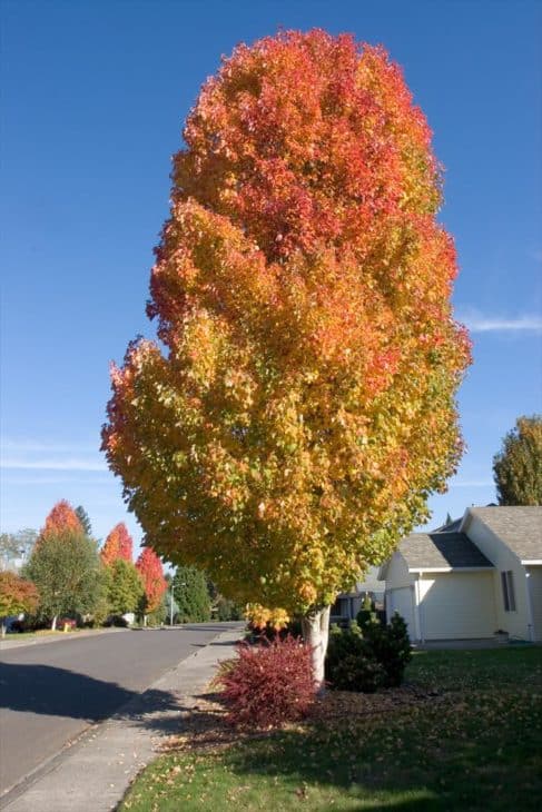 Bowhall Red Maple (acer rubrum 'bowhall')