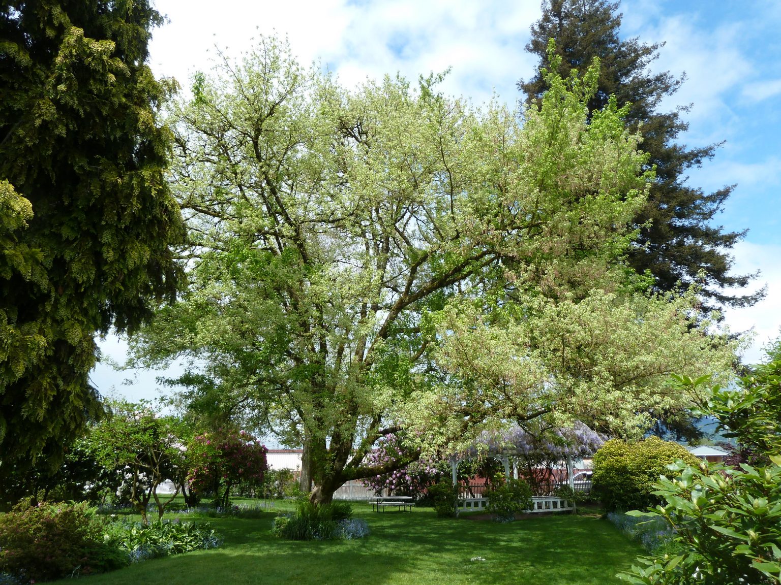 types of maple trees in virginia