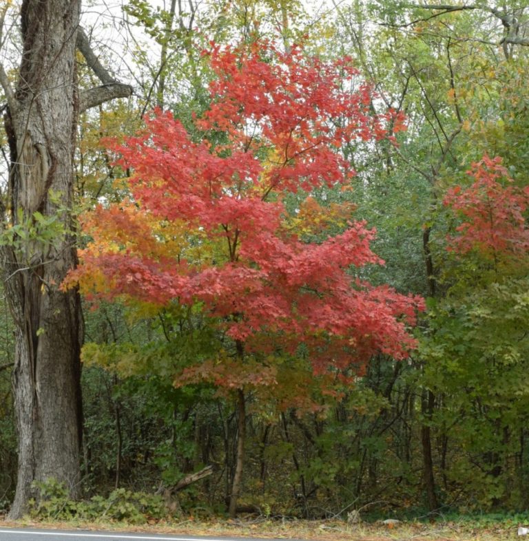 differentiating types of maple trees