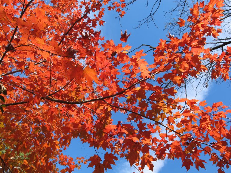 5 Common Types of Maple Trees in Florida - ProGardenTips