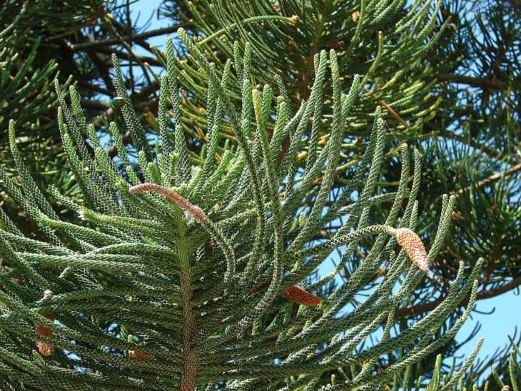 Cook Pine Araucaria Columnaris leaves