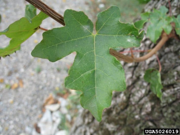 Hedge Maple / Field Maple (acer campestre)