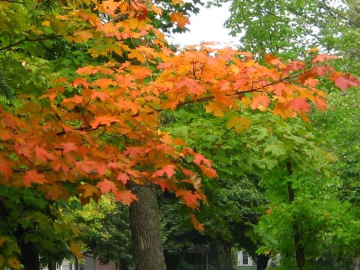 types of maple trees in pa
