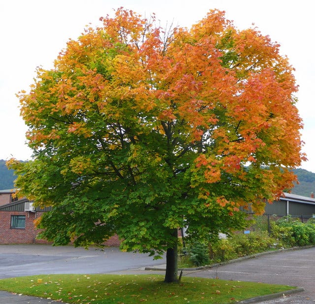 types maple trees