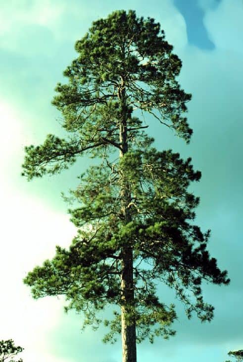 Pinus-resinosa-at-Itasca-State-Park-in-Minnesota