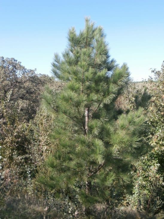 Pitlolly Hybrid Pine
