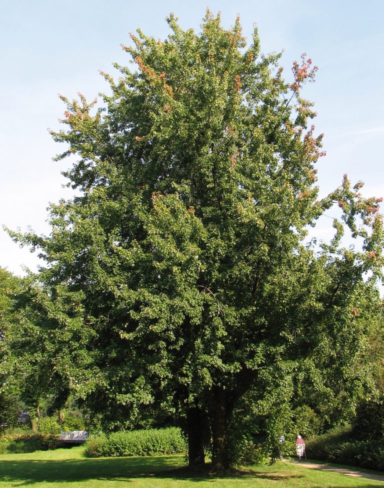 types of maple trees in illinois