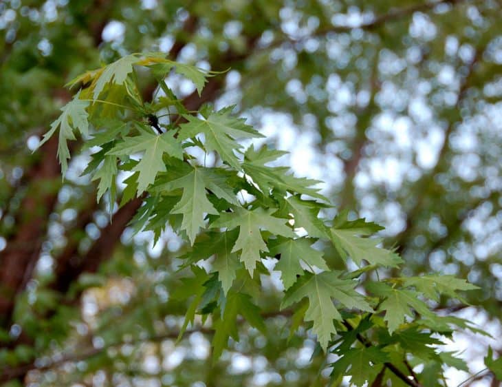 Silver Maple acer saccharinum leaves