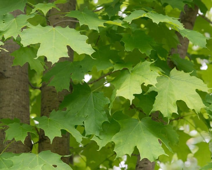 Sugar Maple acer saccharum leaves