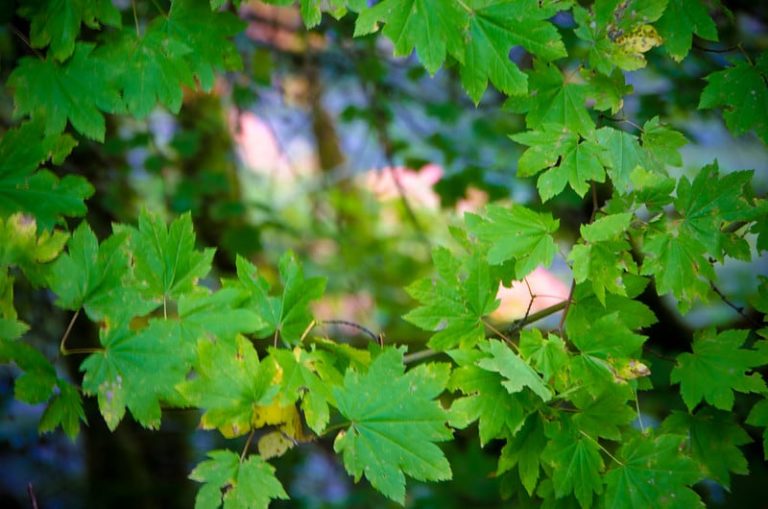 types of maple trees in maine