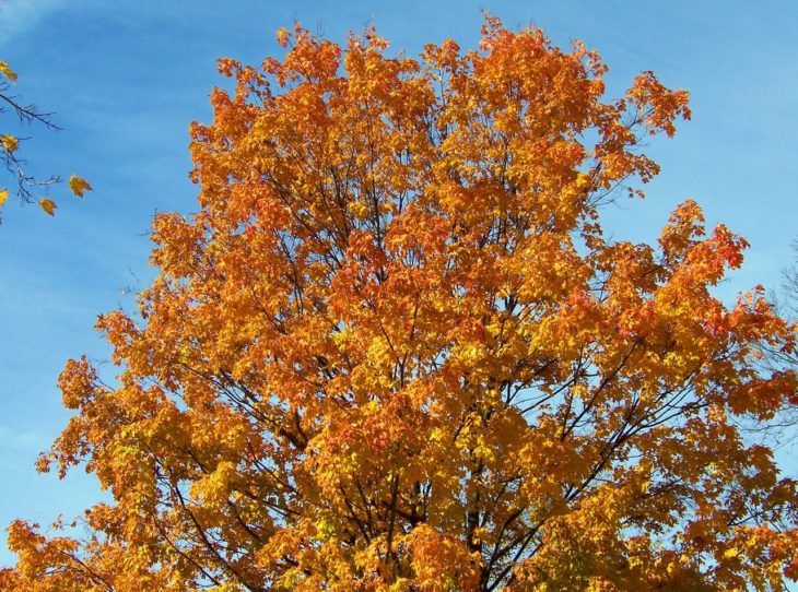 northern ca types of maple trees