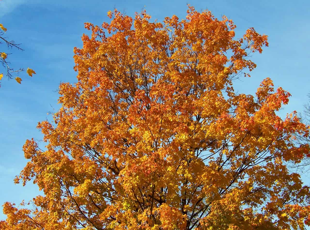 types of maple trees in maine